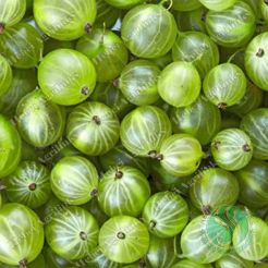 Frozen Gooseberry